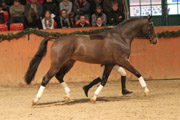 Olympic Fire Oldenburger v. Odermus x C-Indoctro.